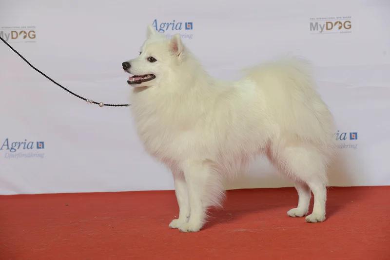 Japanese Spitz, a 87% match to Lowchen