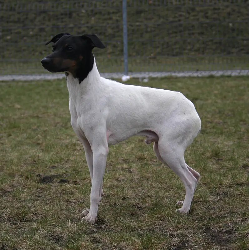 Japanese Terrier - Terrier breed known for being Affectionate and Cheerful
