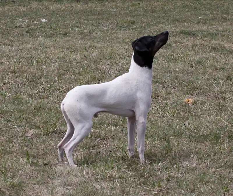 Japanese Terrier photo thumbnail 2