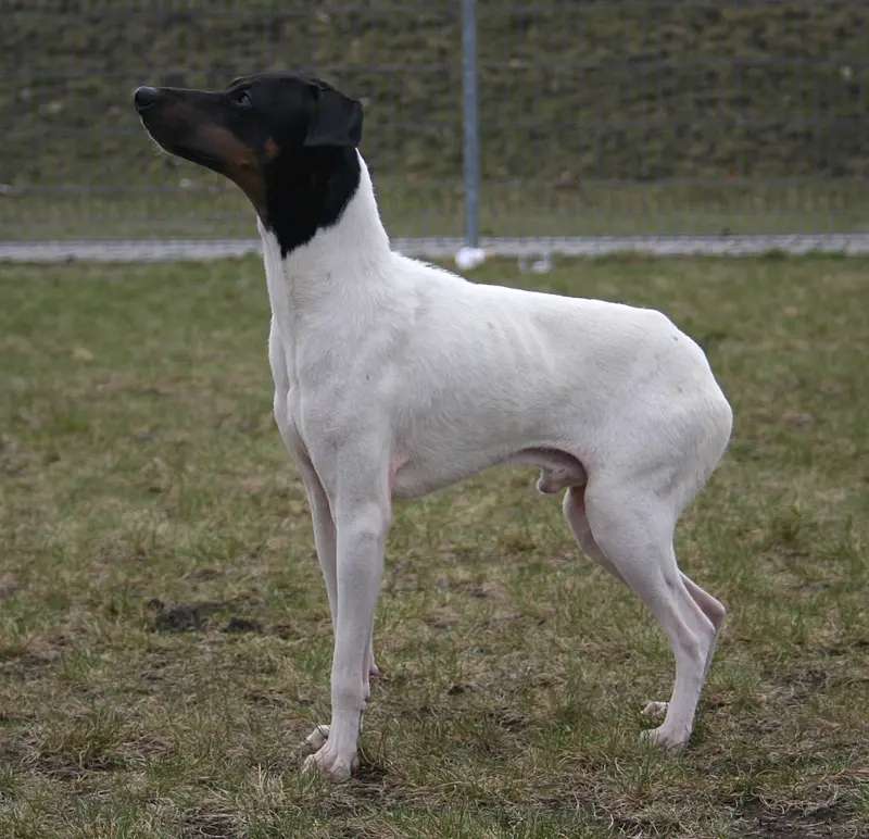 Japanese Terrier photo thumbnail 3