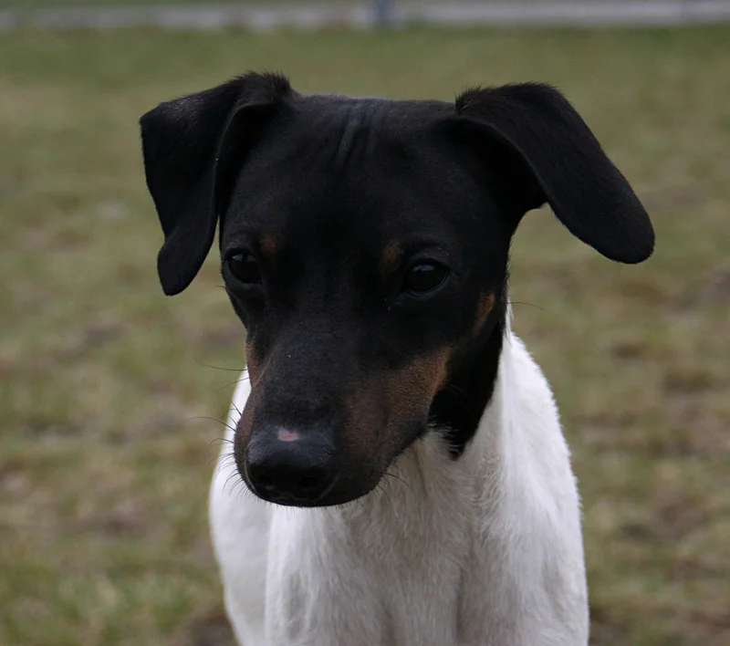 Japanese Terrier photo thumbnail 4