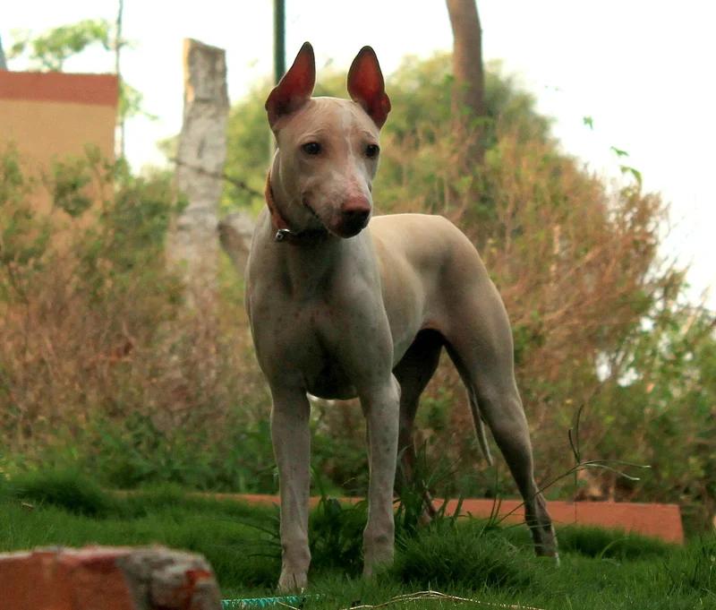 Jonangi - Sighthound breed, Agile and Independent