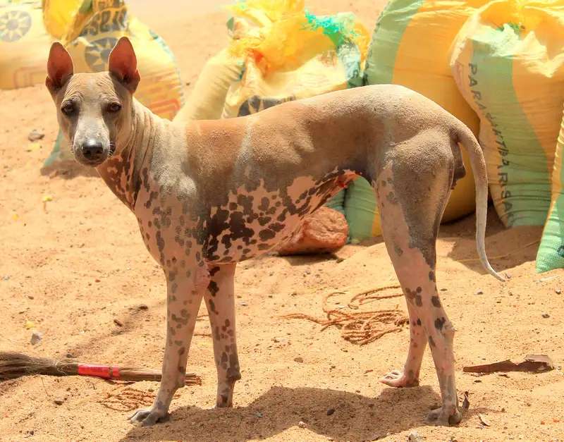 Jonangi photo thumbnail 2