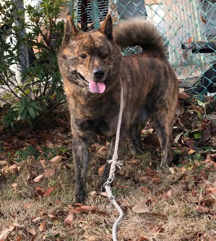 Kai Ken - Nihon Ken breed known for being Agile and Alert