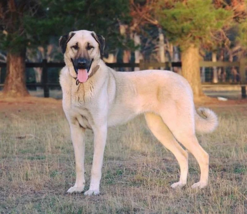 Kangal Shepherd Dog - Working breed known for being Gentle and Independent
