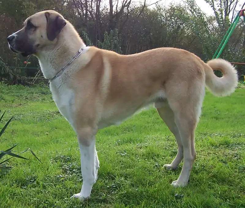 Kangal Shepherd Dog photo thumbnail 2