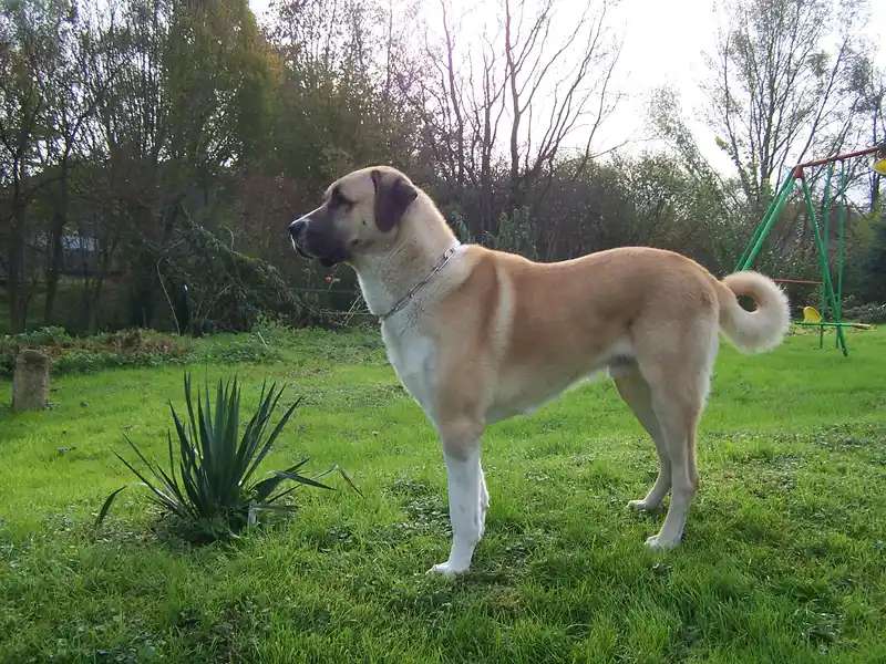 Kangal Shepherd Dog photo thumbnail 4