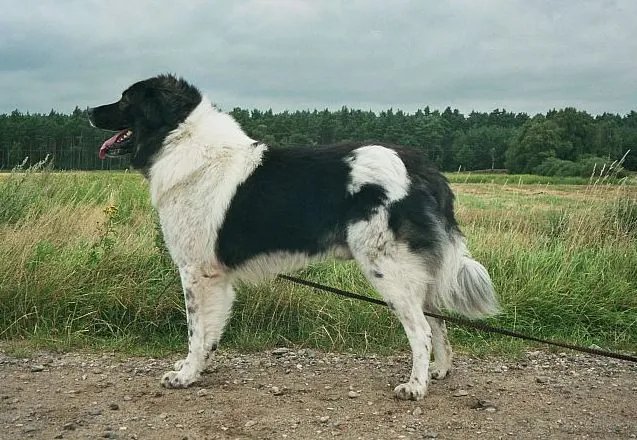 Karakachan - Working breed known for being Brave and Independent