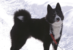 Karelian Bear Dog photo thumbnail 2