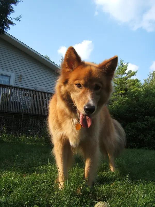 Karelo-Finnish Laika - Herding dog breed