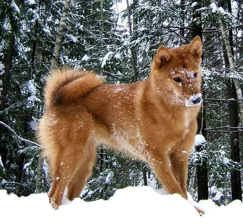 Karelo-Finnish Laika photo thumbnail 2