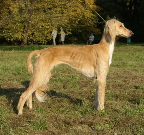 Kazakh Tazy - Sighthound breed, Agile and Alert
