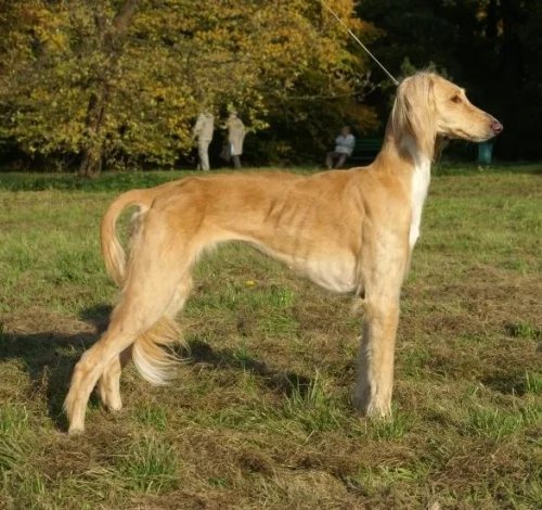 Kazakh Tazy - Sighthound breed known for being Agile and Alert
