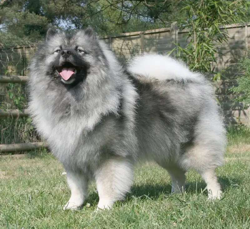 Keeshond photo thumbnail 1