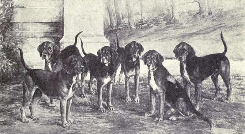 Kerry Beagle photo thumbnail 1