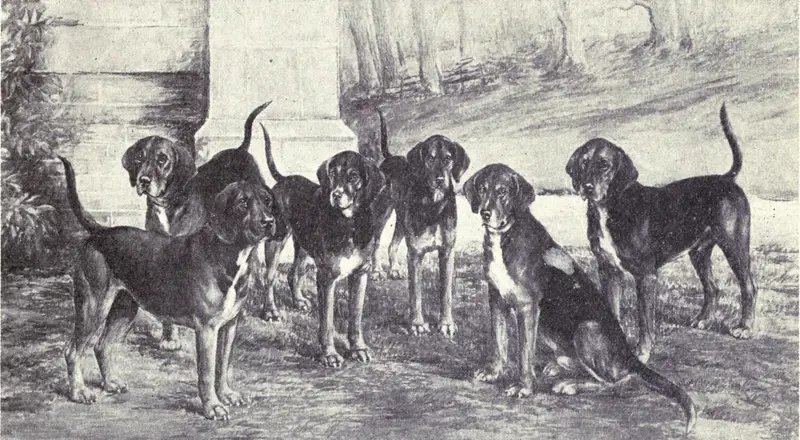 Kerry Beagle - Hound dog breed