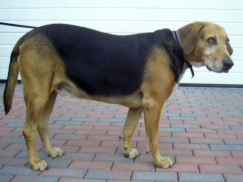 Kerry Beagle photo thumbnail 2
