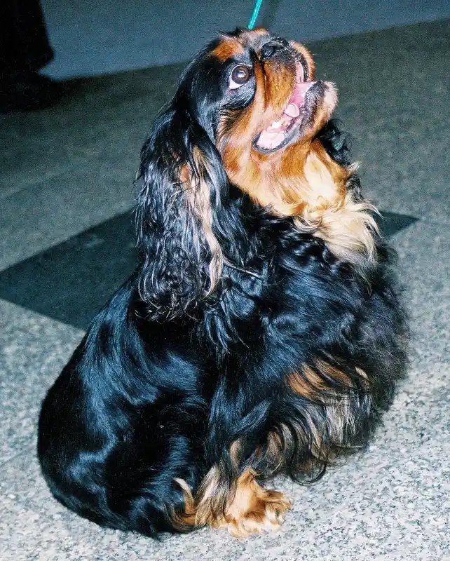 King Charles Spaniel - Toy breed known for being Affectionate and Calm