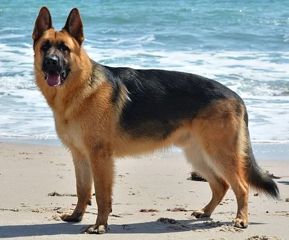King Shepherd, a 88% match to New Zealand Heading Dog
