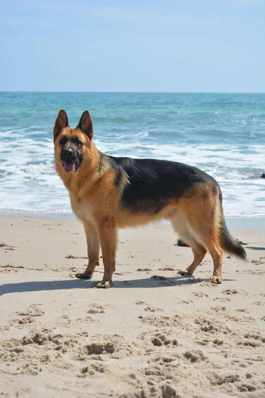 King Shepherd photo thumbnail 2