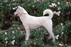 Kishu Ken, a 89% match to Carolina Dog