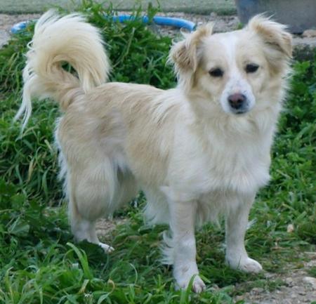 Kokoni - Companion breed, Affectionate and Expressive