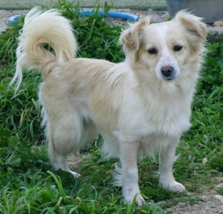Kokoni - Companion breed known for being Affectionate and Expressive