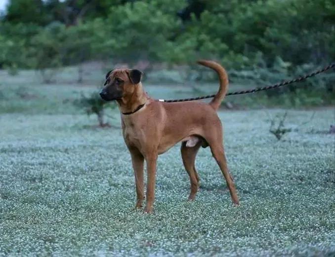 Kombai - Working breed, Alert and Athletic