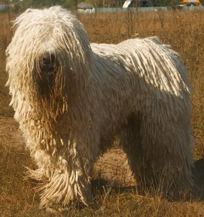 Komondor, a 86% match to Pyrenean Mountain Dog