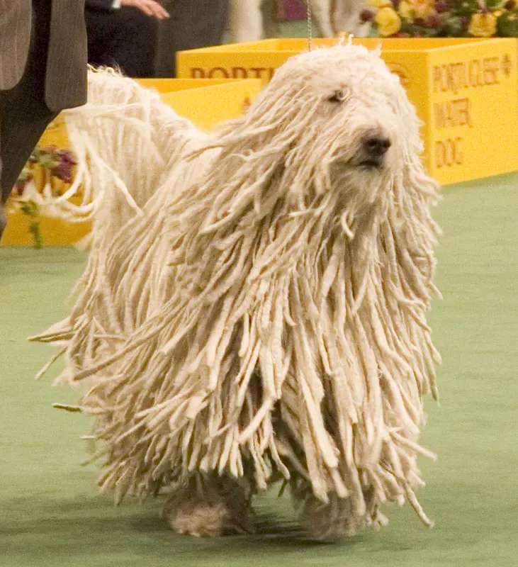 Komondor photo thumbnail 2