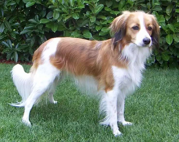 Kooikerhondje photo thumbnail 1