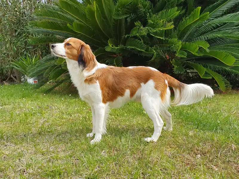 Kooikerhondje photo thumbnail 3