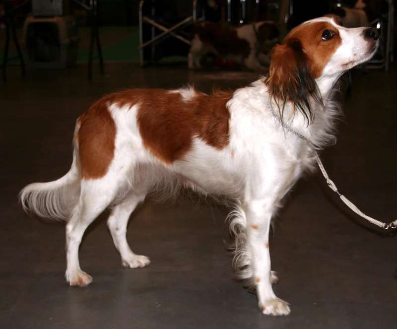 Kooikerhondje photo thumbnail 5