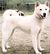 Korean Jindo photo thumbnail 3