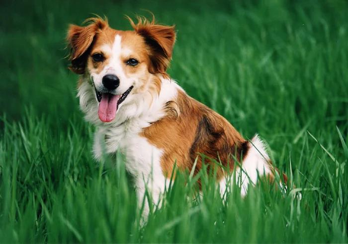 Kromfohrländer, a 89% match to German Spitz