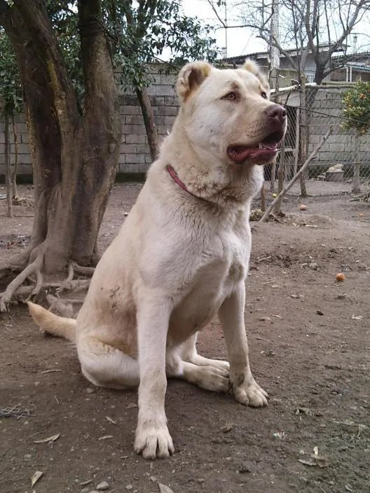 Kuchi - Working breed known for being Independent and Intelligent