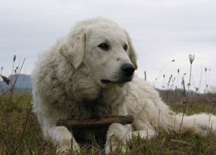 Kuvasz - Working breed known for being Courageous and Independent