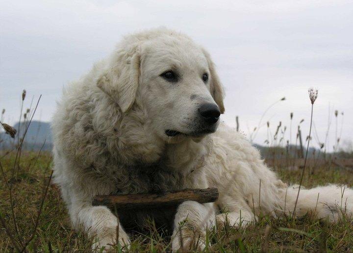 Kuvasz, a 89% match to Sarplaninac