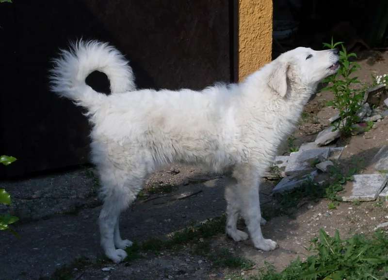 Kuvasz photo thumbnail 2