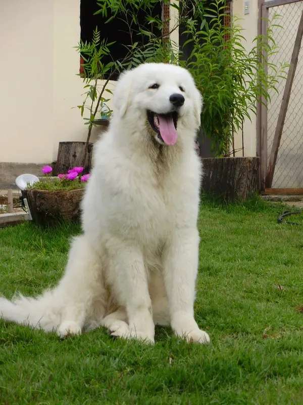 Kuvasz photo thumbnail 3