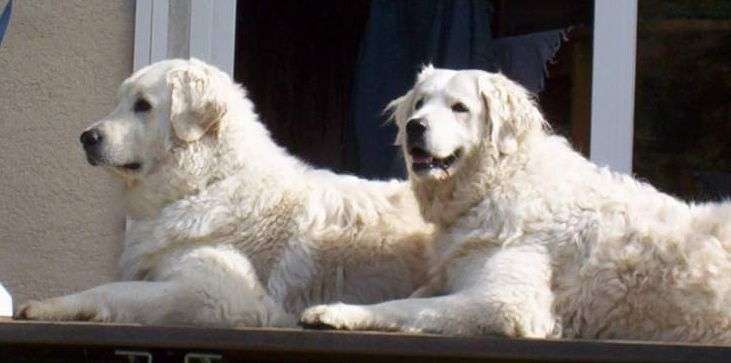 Kuvasz photo thumbnail 5
