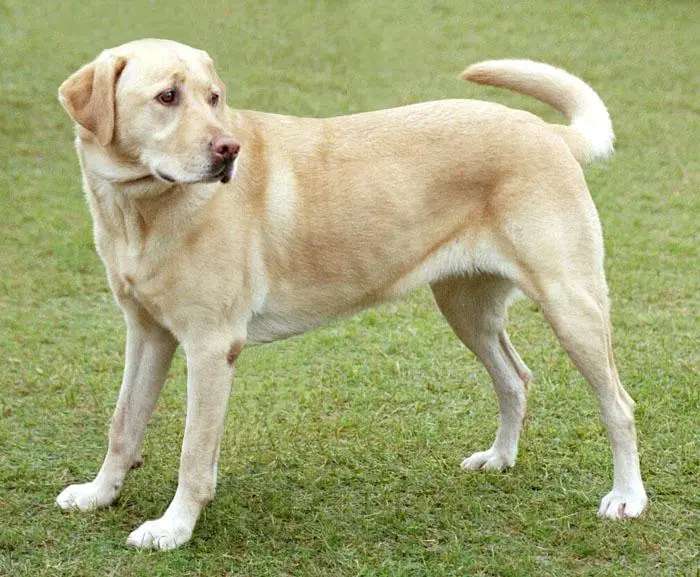 Labrador Retriever photo thumbnail 2