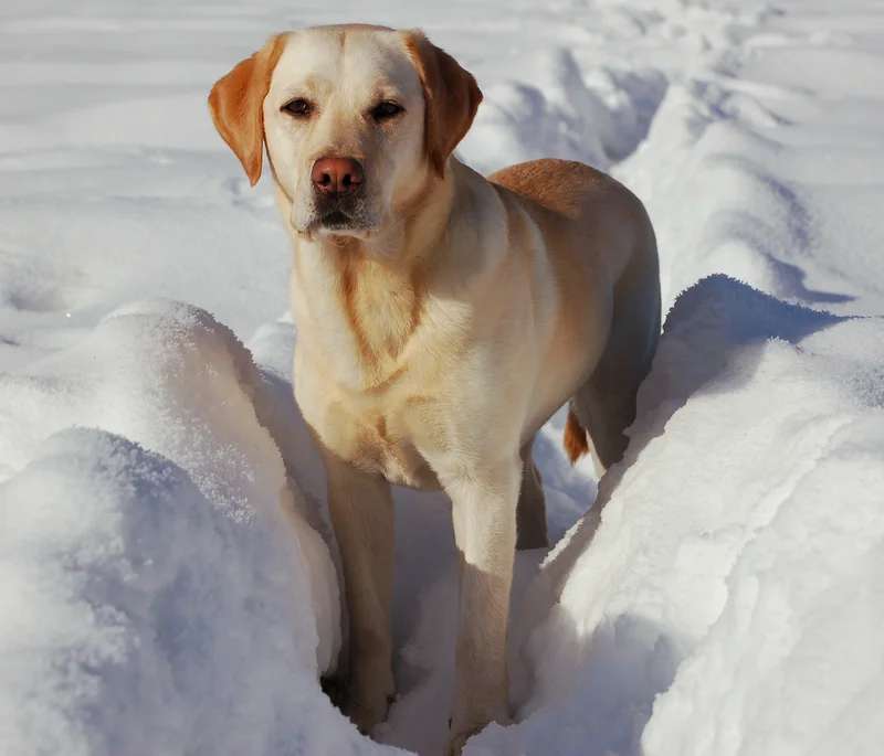 Labrador Retriever photo thumbnail 3