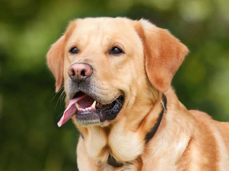 Labrador Retriever photo thumbnail 4