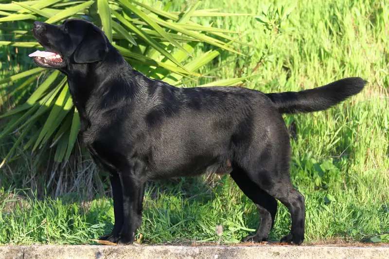 Labrador Retriever photo thumbnail 5