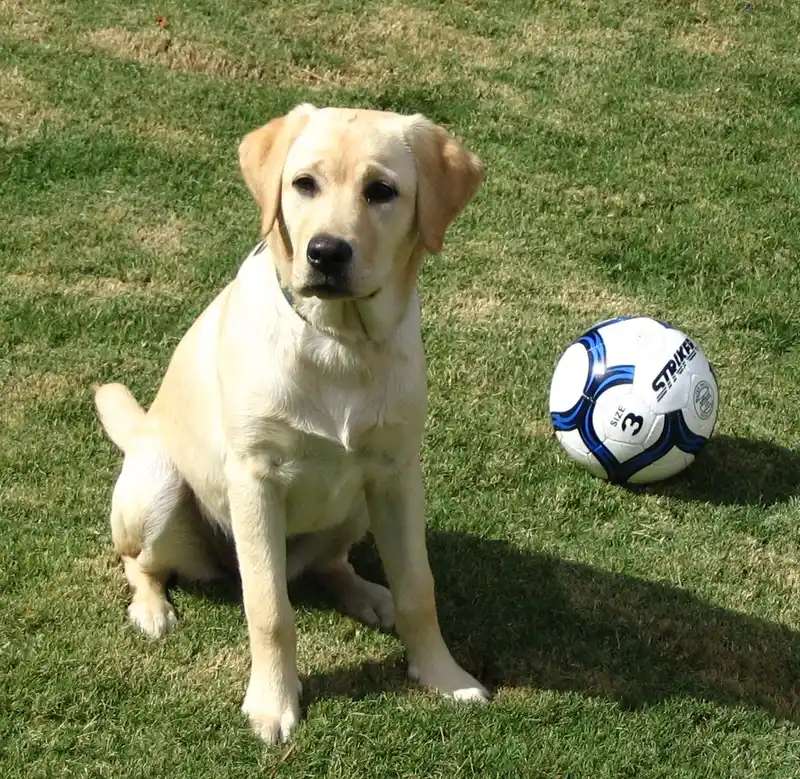 Labrador Retriever photo thumbnail 6