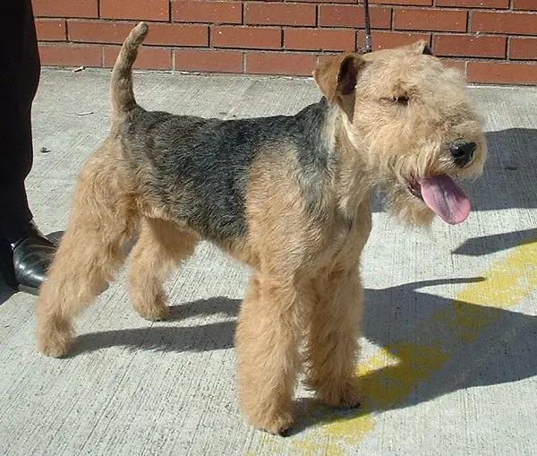 Lakeland Terrier, a 85% match to Cairn Terrier
