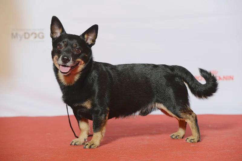 Lancashire Heeler, a 86% match to Danish-Swedish Farmdog
