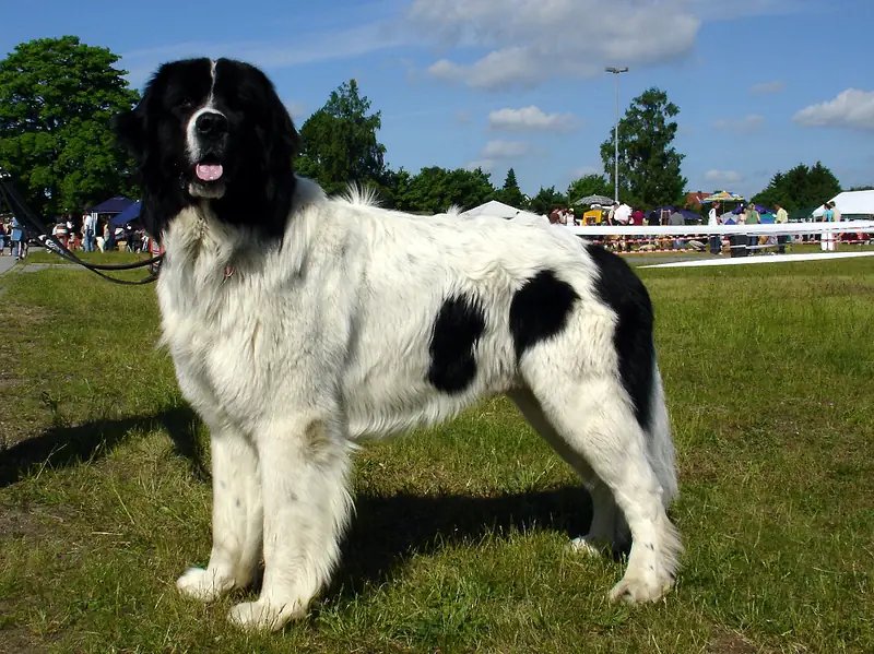 Landseer - Working breed known for being Affectionate and Calm