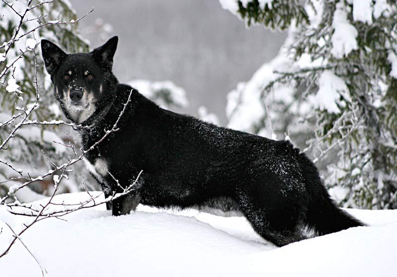 Lapponian Herder, a 88% match to Patagonian Sheepdog